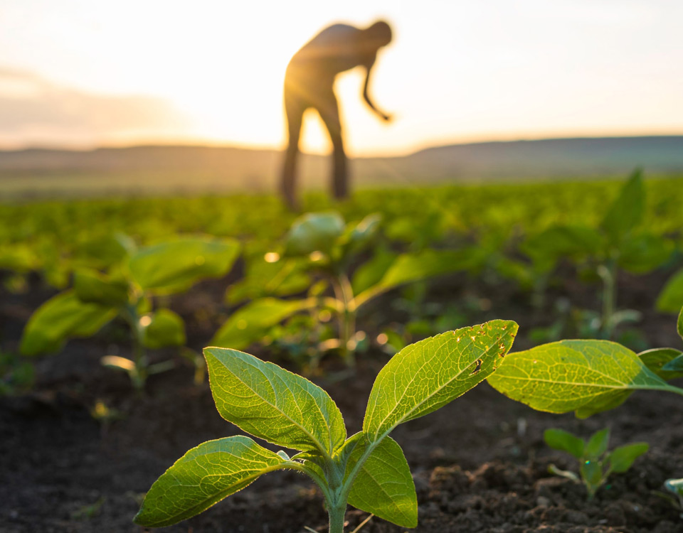 Sustainable Gardening Practices embracing methods blog